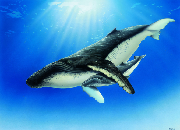 Balena-con-cucciolo1