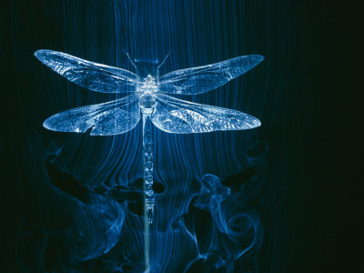 chesley-paul-un-modello-di-libellula-in-una-galleria-del-vento-mostra-il-flusso-dell-aria-sull-insetto