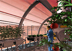 Un piccolo orto su Marte potrebbe fornire ai futuri esploratori del Pianeta Rosso non soltanto frutta e verdura fresca, ma anche riserve d'ossigeno rinnovabili senza bisogno di portarlo dalla Terra. 